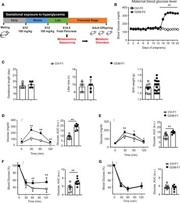 Intrauterine Hyperglycemia Alters the Metabolomic Profile in Fetal Mouse Pancreas in a Gender-Specific Manner